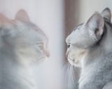кошка бурмилла